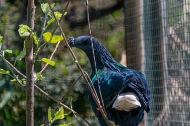 Egzotik Nicobar Güvercini Doğa Koruma Alanındaki Dallara Tünemiş Canlı Plumage, Vahşi Yaşam Kuşu, Tropikal Sığınak, Yeşil Yeşillikte Hayvan Koruma