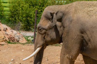 Çit Yakınındaki Doğal Rezervde Asyalı Fil Duruyor