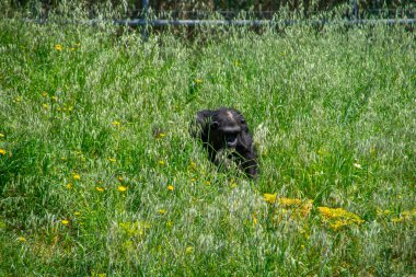 Şempanze hayvanat bahçesinde dinleniyor.