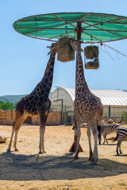 Zürafa, seranın önündeki kayalık zeminde oturuyor. Arkasında dağlar, güneşli bir gökyüzünün altında..