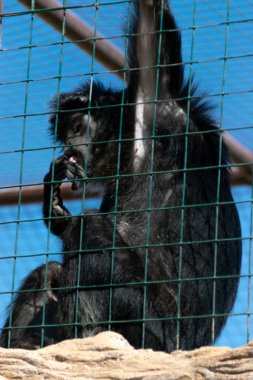 Açık hava hayvanat bahçesinin kafes ızgarasının arkasında asılı duran mavi gökyüzü arkaplanlı siyah maymun - vahşi primat hayvan portresi