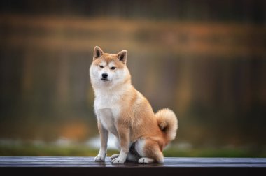 Güzel Shiba Inu köpeği ahşap güvertede ya da yumuşak, bulanık doğal arka planı olan bir platformda oturuyor. Japon cins köpek sıcak sonbahar renkleriyle dışarıda poz veriyor..