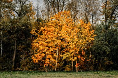 Parlak turuncu sonbahar yapraklarına sahip tek bir ağaç koyu orman arka planında belirgin bir şekilde duruyor.