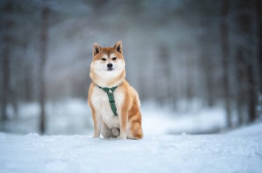 Şirin Shiba Inu köpeği kar kaplı ormanda yeşil koşum takımı giyerek uyanık bekliyor. Kış ağaçlarının yumuşak bokeh arka planı rüya gibi bir atmosfer yaratır..