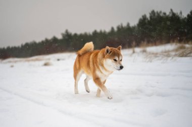Enerjik Shiba Inu köpeği karlı yolda kar taneleri düşerken yakalandı..