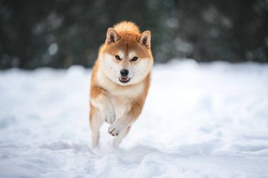 Kızıl Shiba inu köpeği kışın karlı bahçede koşuyor.