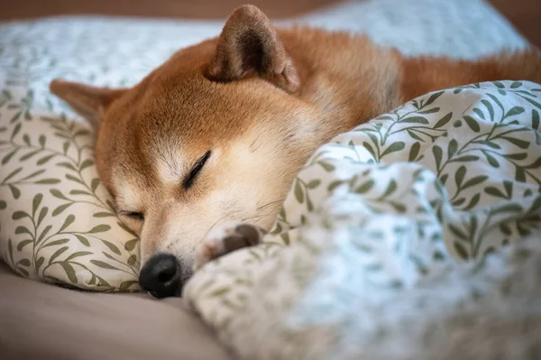 Huzurlu Shiba Inu köpeği yaprak desenli yorganın altında uyuyor.