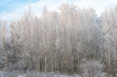 Soğuk kış gününde huş ağaçları karla kaplı.
