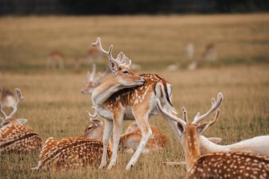 Fallow geyik yavrusu, sevimli vahşi hayvan fotoğrafı, benekli geyik.