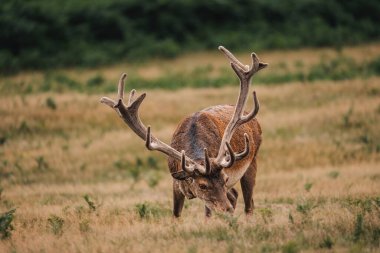 Büyük boynuzları olan erkek kırmızı geyik, vahşi yaşam foto doğa rezervi.