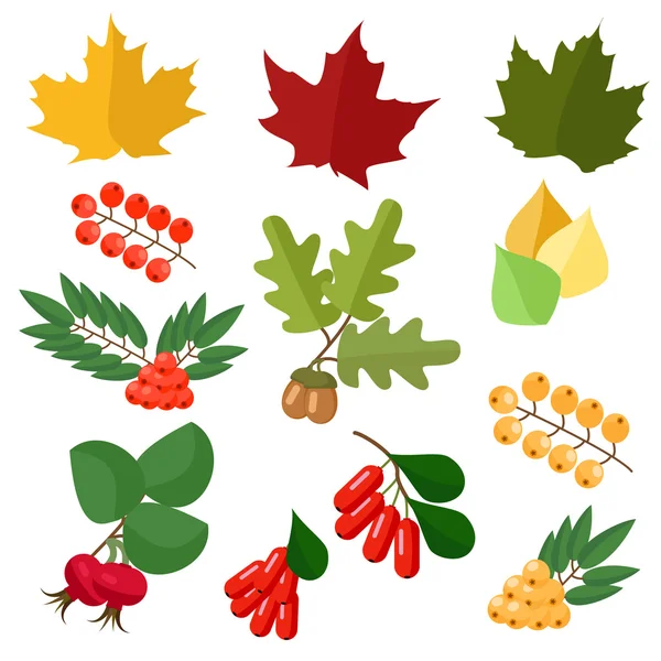 Jesienna kolekcja, liści i jagód, dzikiej róży i berberysu — Wektor stockowy