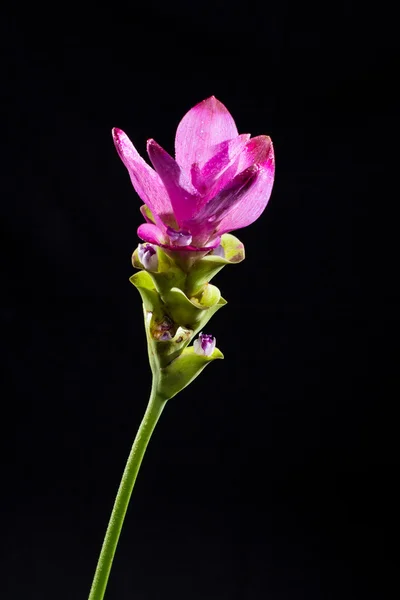 Flower and dark — Stock Photo, Image