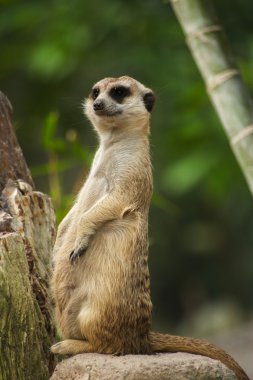 çöl faresi ve yeşil doğa