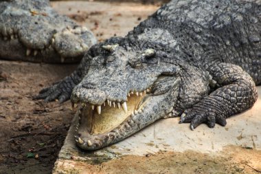 Timsah ve gülümseme