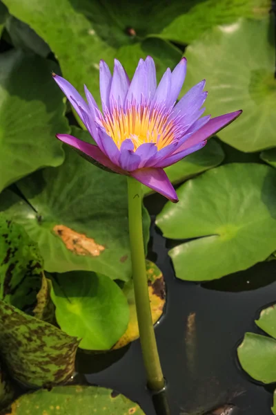 Beautiful lotus in the pond — Stock Photo, Image