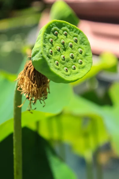 The lotus seed — Stock Photo, Image