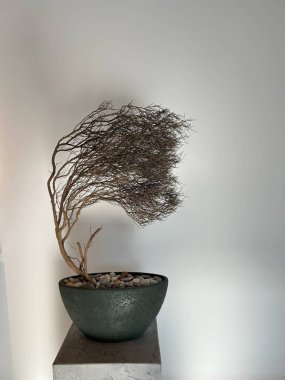 Pedestal 'da minimalist kuru dal heykeli. Kıyı taşlarıyla süslenmiş ve modern bir kaide üzerine sergilenmiş seramik bir tencerede kurumuş bir dalla minimalist bir iç kompozisyon..