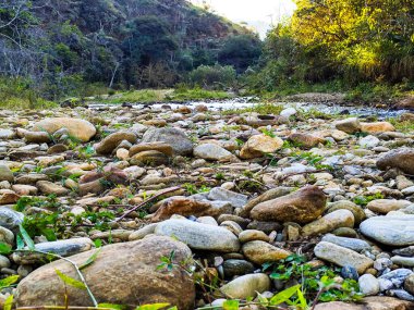 Yeşil tarlaları, ağaçları ve doğal ışık altında sakin bir ufku olan güzel bir kırsal alan. Doğa, kırsal yaşam, barış ve çevresel güzellik temaları için mükemmel.