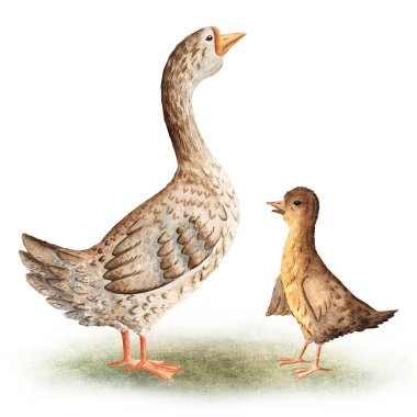 Bir kaz ve ördek suluboya kompozisyonu, çocuk projeleri, eğitim tasarımları, tarım temalı malzemeler, ambalaj, köy dekorasyonu için. Doğal dokularla boyanmış, yumuşak suluboya renkler.