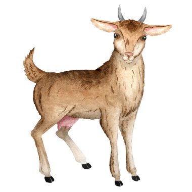 Bir çiftlik keçisinin suluboya çizimi, çocuk malzemeleri, eğitim projeleri, çiftlik tasarımları, baskılar ve kırsal dekor için idealdir. Katmanlı suluboya dokularla elle boyanmış..