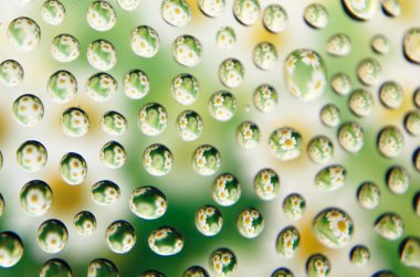 küçük komik yansıma çiçek Beyaz yaprakları ile damla