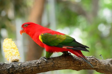 Geveze lori (Lorius garrulus), bir dalda duran