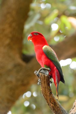Geveze lori (Lorius garrulus), bir dalda duran