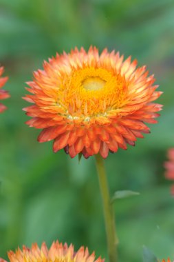 Saman çiçek, sonsuz çiçekler