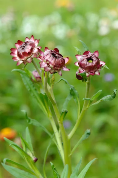 Fiore di paglia, Fiori eterni — Foto Stock