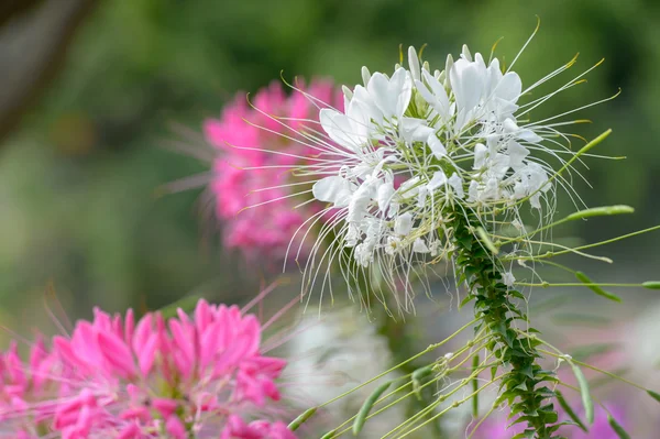 Fiore di ragno rosa e bianco (Cleome hassleriana ) — Foto Stock