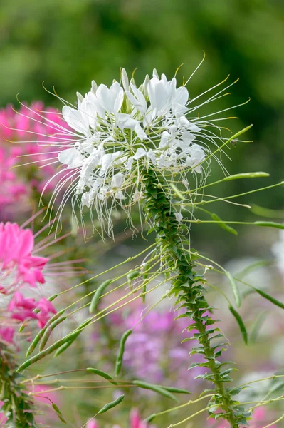 Růžová a bílá květina spider (cleome hassleriana) — Stock fotografie