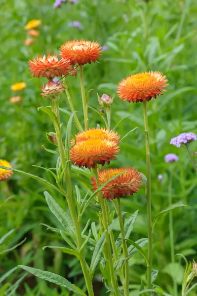 Fiore di paglia, Fiori eterni — Foto Stock