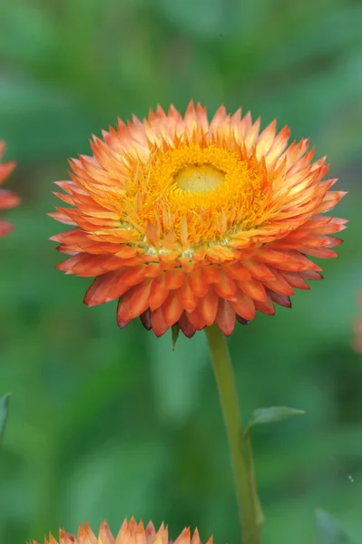 Straw flower, Everlasting flowers — Stock Photo, Image