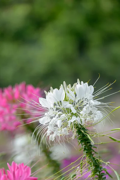 Fiore di ragno rosa e bianco (Cleome hassleriana ) — Foto Stock