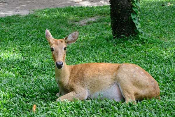 缅甸小熊猫或 Rucervus eldii 坡鹿. — 图库照片