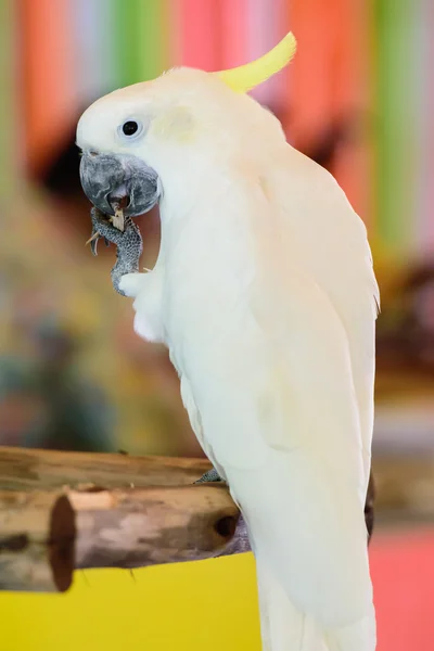 Cockatoo yellow head in the zoo — Stock Photo, Image