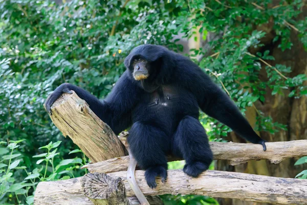 Siamang, schwarz behaarter Gibbon — Stockfoto