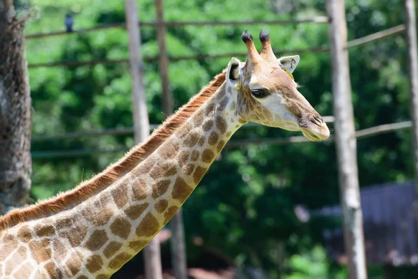 Yeşil ağaç arka plan zürafa kadar kapatın — Stok fotoğraf