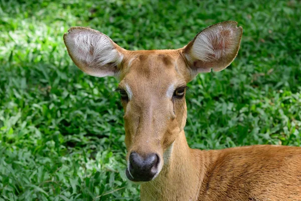 Cerf de Virginie ou Rucervus eldii thamin . — Photo