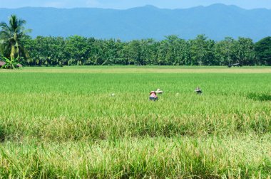 Güzel yeşil pirinç çeltik alan. Pirinç Teras, Tayland