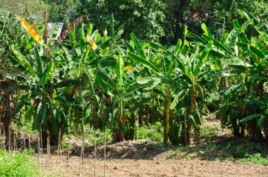 Muz ağacında muz yetişiyor.