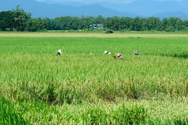 Vackra gröna ris risfält. Ris terrass, thailand — Stockfoto