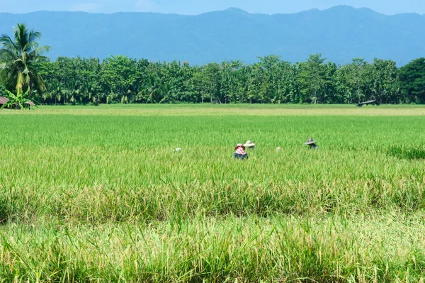 Beautiful green rice paddy field. Rice terrace, thailand — Stock Photo, Image