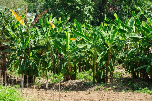 Bananträd med ett gäng växande bananer — Stockfoto