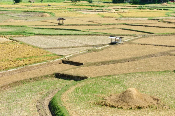 Vackra gröna ris risfält. Ris terrass, thailand — Stockfoto