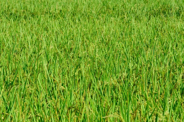 Vackra gröna ris risfält. Ris terrass, thailand — Stockfoto