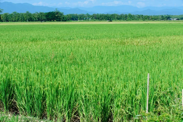 Vackra gröna ris risfält. Ris terrass, thailand — Stockfoto