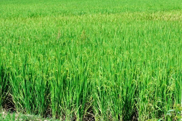 Vackra gröna ris risfält. Ris terrass, thailand — Stockfoto