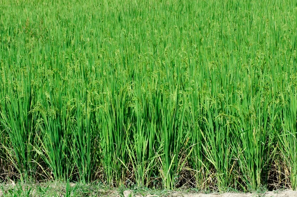 Krásná zelená rýže rýžového pole. Rýžové terasy, Thajsko — Stock fotografie