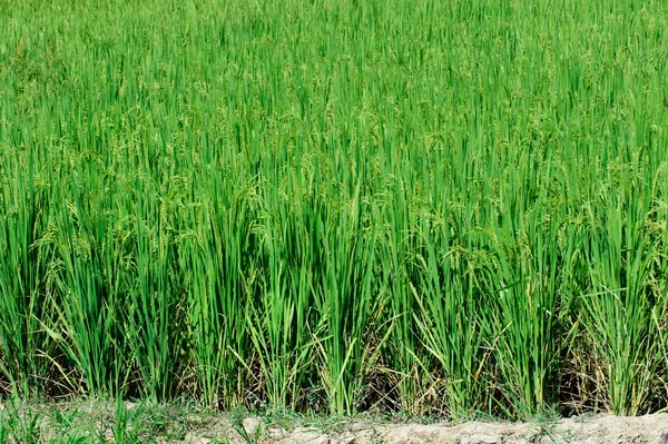 Vackra gröna ris risfält. Ris terrass, thailand — Stockfoto